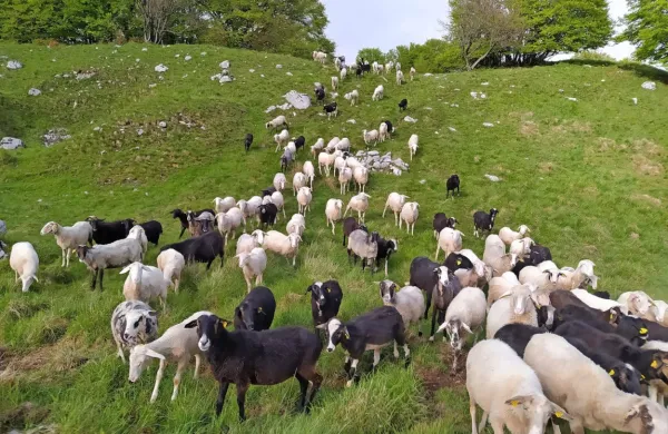 Zaradi strahu pred zvermi na planino Starijski vrh ženejo sto ovac 
manj, kot leta 2019.