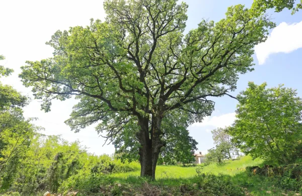 Po mokrem in hladnem maju se začenja meteorolo&scaron;ko poletje