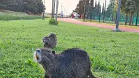 Na območju ŠRC Bonifika se zadržuje približno 15 do 20 nutrij, ki 
so se povsem navadile na prisotnost tekačev in sprehajalcev. 