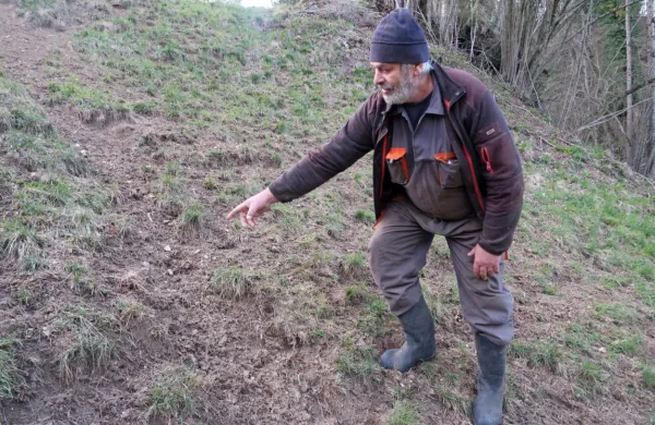 Tone Božič iz Polic je znižal govejo čredo za dve tretjini, saj ima po 
vsakodnevni paši jelenov na pašnikih, trave komaj za vzorec. 