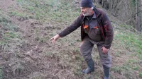 Tone Božič iz Polic je znižal govejo čredo za dve tretjini, saj ima po 
vsakodnevni paši jelenov na pašnikih, trave komaj za vzorec. 