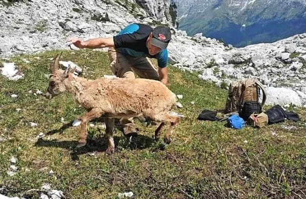 Na Kaninu so v ponedeljek strokovnjaki z videmske univerze 
uspešno rešili kozoroginjo, ki je imela okoli vratu ovito približno 
dva metra dolgo plastično vrv.
