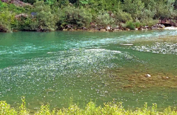 Krajane Deskel v zadnjih dneh vznemirja pena na gladini reke Soče.
