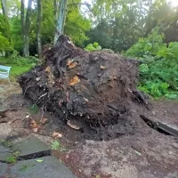 Mestni park v Mariboru je zaradi podrtega drevja po neurju 
trenutno neprehoden.