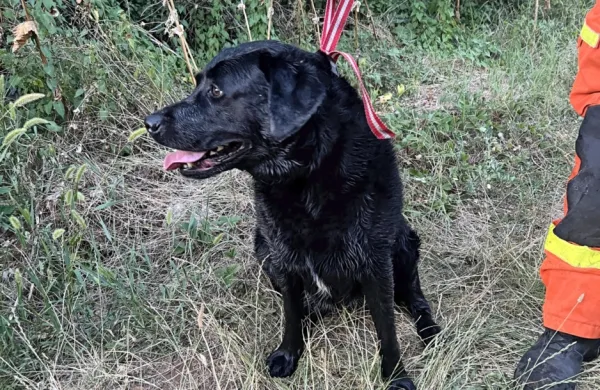 Labradorka Ara je padla v napajališče in sama ni mogla iz vode. Na 
površje so ji pomagali komenski gasilci.