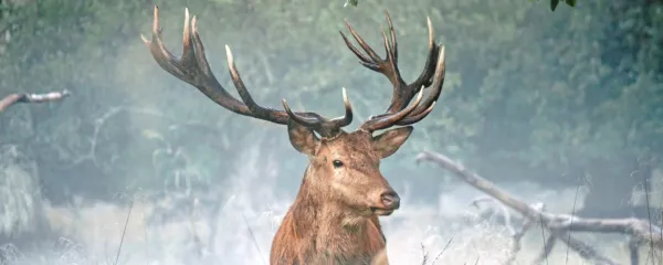 Sedaj medvedov in jelenov prav nič ne briga, da s prvimi slabo 
gospodari eno, z drugimi drugo ministrstvo, saj so zaradi tega, vsaj 
kratkoročno, varni.