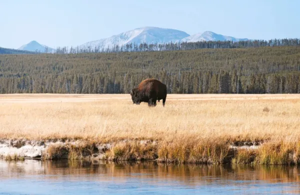 Bizon v ameri&scaron;kem nacionalnem parku Yellowstone huje ranil turistko