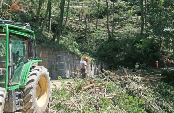 Ekipa PGD Poče-Trebenče, ki je v dveh dneh odstranila ogromne 
količine padlih dreves, napoveduje odprtje ceste proti Novakom 
danes ali jutri. 