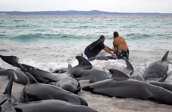  52 od skoraj  stotih kitov, ki so nasedli na plaži Cheynes, je v noči 
na torek poginilo, ostale pa so skušali rešiti, toda neuspešno. 