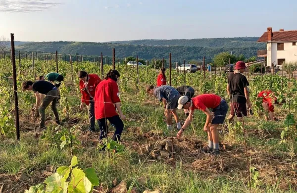Mladi belgijski taborniki so letos očistili velik vinograd. 