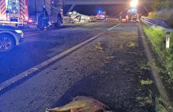 Eden od dveh prašičev je obležal razmesarjen ob robu avtoceste. 