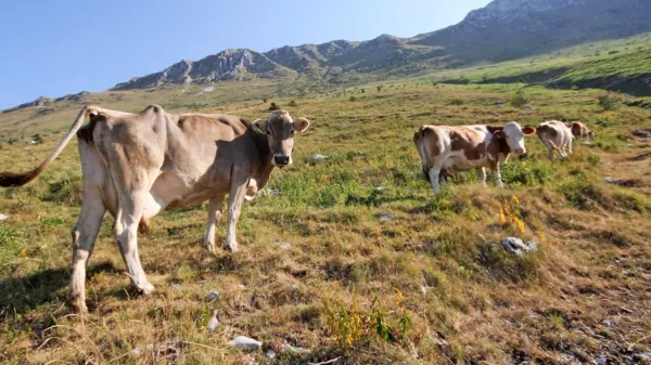 V korist rejnih živali bi se morali končno odločiti za radikalno 
prepoved neetične eksploatacije živali in dovoliti le pašno vzrejo, 
ne glede na živalsko vrsto.
