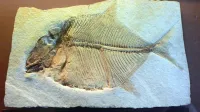  Fosilna riba Proscinetes elegans - okamenela priča preteklosti 
