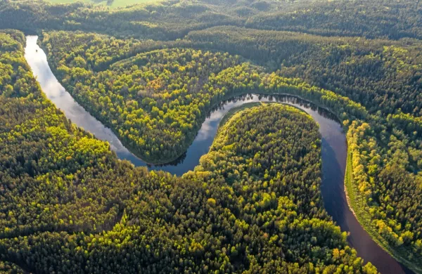 Deževni gozd Amazonije je bistven za srkanje presežnih količin 
ogljikovega dioksida iz ozračja, zaradi česar se ga je prijel vzdevek 
pljuča planeta.