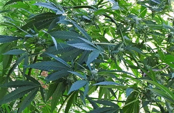 Nem&scaron;ka vlada predlaga legalizacijo konoplje za osebno rabo