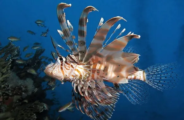 Hrvaški inštitut za oceanografijo in ribištvo je opozoril na vse večje 
število strupenih rib rdečemorska plamenka (Pterois miles) v 
Jadranskem morju.

