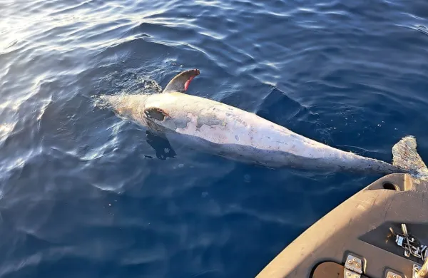 Za  odgovor na  vprašanje,  zakaj  je  poginil  delfin,  ki ga  je  občan  
našel  v  torek  blizu Mesečevega  zaliva,  bo  treba  počakati na  
rezultate  obdukcije. 