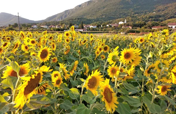 V Vipavski dolini začeli pridelovati sončnice