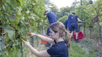V Brdih tradicionalno med prvimi zaživijo vinogradi na posestvu Bjana. V delo je vpeta tudi mlajša generacija, Lara (na fotografiji) in Jaša Sirk. 