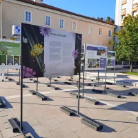 Razstava Semena za življenje v Postojni: Prikaz raznolikosti in pomena slovenskih travnikov