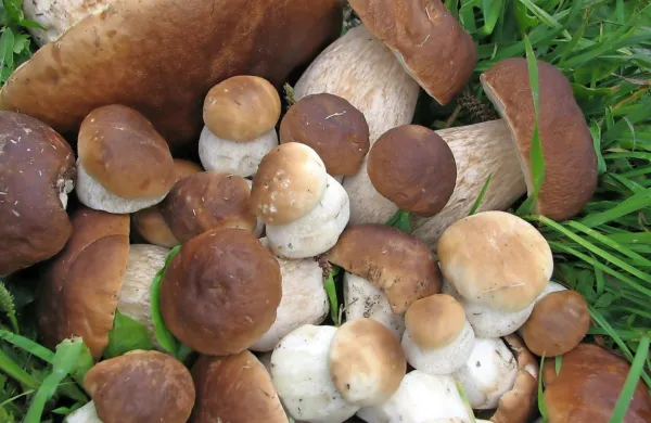 Tiste, ki bodo jesenske obiske gozdov izkoristili na nabiranje gob, 
na ministrstvu opominjajo, da jih posameznik lahko nabere največ 
dva kilograma za lastno uporabo.
