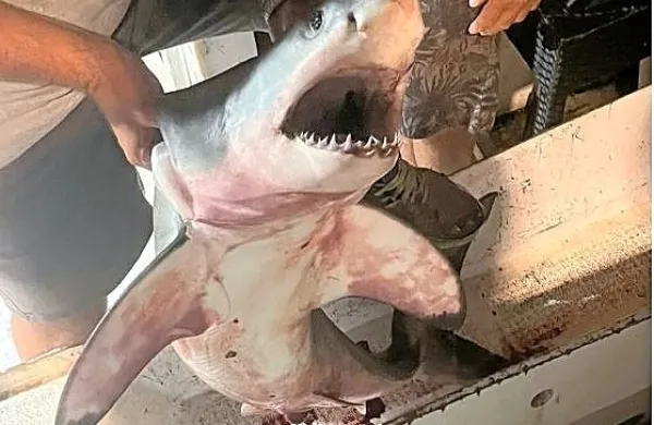 Ali so pri Rogoznici ujeli mladiča belega morskega volka (Carcharodon carcharias)  ali atlanskega skušolovca (Lamna nasus)?