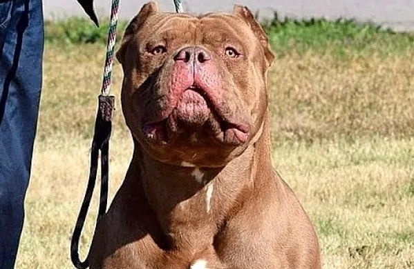 Gre za relativno novo pasmo, ki je bila v ZDA prvič registrirana šele 
leta 2004, nastala pa je s križanjem ameriških pitbul terierjev in 
nekaterih drugih pasem, sorodnih pitbullom in buldogom.