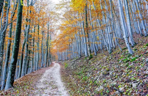 Pohodnik je pod Čavnom izgubil zavest in umrl. Fotografija je 
simbolična. 