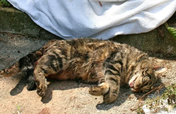 Pred leti smo že večkrat poročali o zastrupljanju mačk, v zadnjih 
letih k sreči ne. (Fotografija je simbolična) 