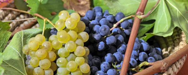 Od trte do grozdja, vina in zdravja