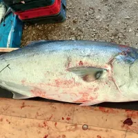 Skakavka velja za izjemno napadalno ribjo vrsto, zato se jo je  pri 
nekaterih ribiči  oprijel vzdevek “morska piranja”. 
