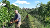 Na kmetiji Petelin-Durcik v Pliskovici so v tem tednu že končali s 
trgatvijo.