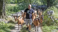 Koze Matjaža Žerjala v Tomaju v “pohodu” na pašnik.