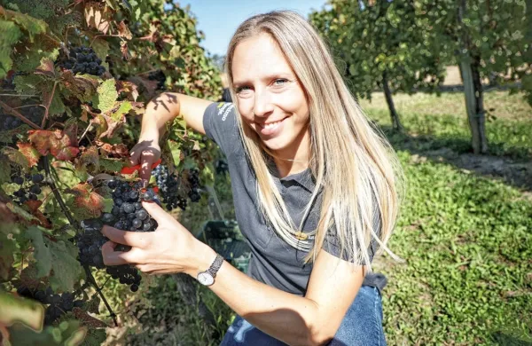 Smučarka Ana Bucik je kot ambasadorka Kleti Brda pomagala 
trgati, v Brdih, kjer pogosto trenira, pa načrtuje tudi poroko.