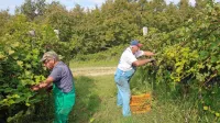 V velikem Vinakoprovem kompleksu na Purissimi pod Hrvatini te 
dni trgajo grozdje na najboljših legah.