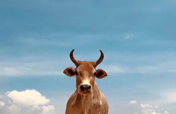 Fotografija je simbolična.