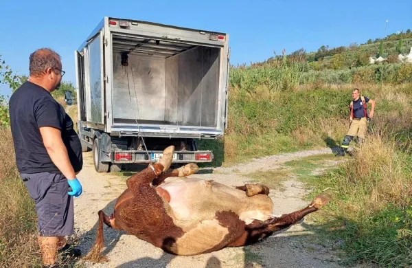 Kadaver skoraj 800-kilogramskega bika so včeraj dvignili v tovornjak higienika in odpeljali na uničenje. 
