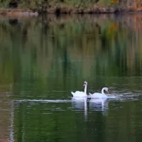 Labodji par spokojno počiva na vodni gladini.