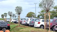 Listopadno drevo na vsak možen kvadratni meter Kopra