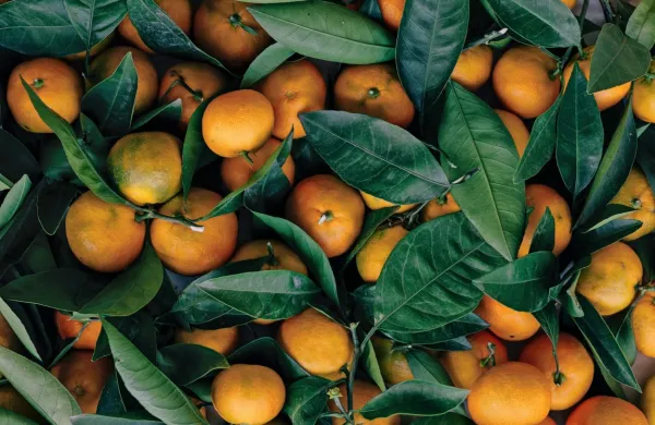 Odpoklic hrva&scaron;kih mandarin, argentinske soje in gr&scaron;kih zamrznjenih jagod