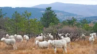 Kmetijstvo je odgovor za dolgoročno ohranjanje kraške krajine, a 
prav za to dejavnost na Krasu ni veliko zanimanja.