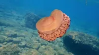 Morska cvetača (Cotylorhiza tuberculata) je pogost klobučnjak v 
našem morju. 