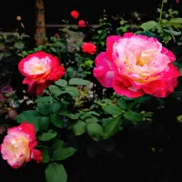 Z jesensko rezjo naredimo prostor, da jih bomo lažje osuli in 
preprečili lomljenje stebel.
