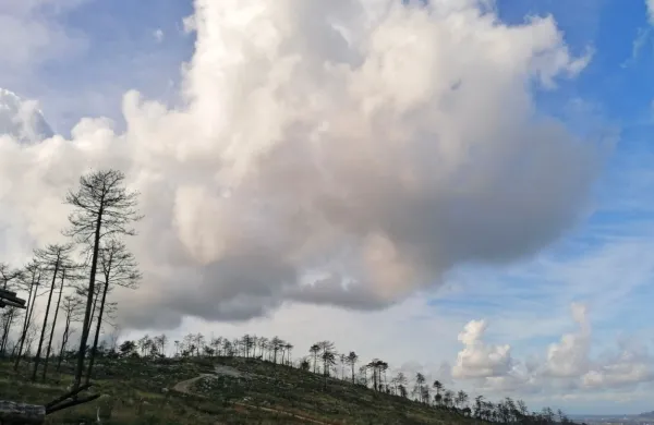 V prihodnjih dneh nas ne čaka nič pretresljivega, vsaj kar se 
vremena tiče. Na Krasu, ki ga je lani prizadel hud požar,   naj bi  v  
petek in soboto izpeljali  drugo vseslovensko  akcijo sajenja sadik 
gozdnih dreves.   