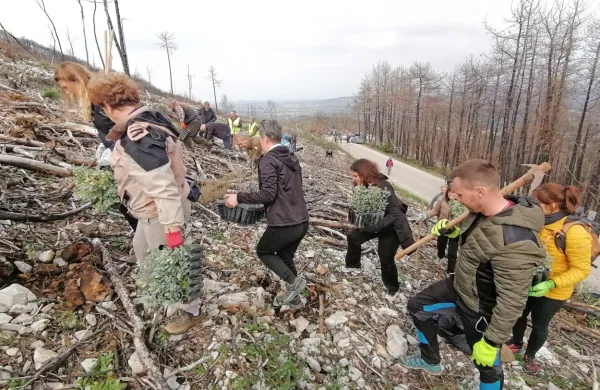 Na Krasu danes in jutri prostovoljci iz vse Slovenije na akciji pogozdovanja (FOTO)