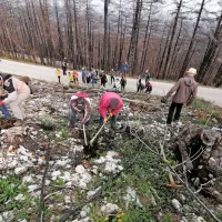 Na Krasu danes in jutri prostovoljci iz vse Slovenije na akciji pogozdovanja (FOTO)