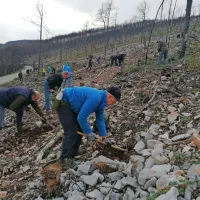 Na Krasu danes in jutri prostovoljci iz vse Slovenije na akciji pogozdovanja (FOTO)