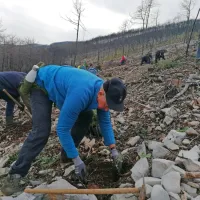 Na Krasu danes in jutri prostovoljci iz vse Slovenije na akciji pogozdovanja (FOTO)
