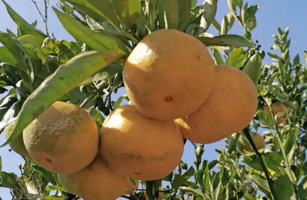 Mandarine iz Neretve