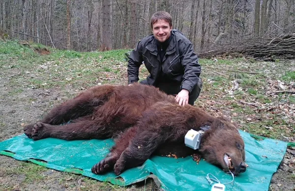 Matej Bartol med nameščanjem ovratnice uspavanemu medvedu.